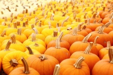 10,924,370 Season Stock Photos - Free & Royalty-Free Stock Photos from Dreamstime - Page 28