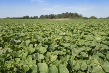 Gabi Wolf (Flowbo) - Photos