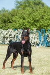 Purebred dog doberman stock image. Image of cute, dogs - 49435397