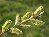 Elm stock photo. Image of nature, beautiful, seeds, leave - 799336
