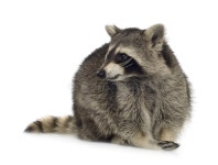 4,219 Procyon Lotor Stock Photos - Free & Royalty-Free Stock Photos from Dreamstime