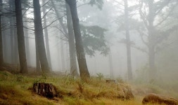 Mist in the forest stock photo. Image of bark, hiking - 5495048