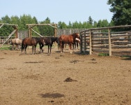 Horses Feeding stock photo. Image of triple, farm, sunny - 2266800