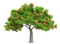 Apple Tree Stock Illustrations – 88,819 Apple Tree Stock Illustrations, Vectors & Clipart - Dreamstime