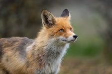 Red Fox Vulpes Vulpes in the Wild Stock Image - Image of europe, hunting: 215878059