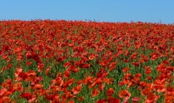 Poppy stock image. Image of blossoming, flower, rest, blooming - 5370223