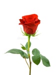 137,237 Single Rose Stock Photos - Free & Royalty-Free Stock Photos from Dreamstime