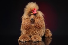 5,243 Miniature Poodle Stock Photos - Free & Royalty-Free Stock Photos from Dreamstime