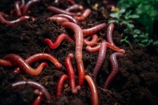 Red Worms Stock Illustrations – 1,732 Red Worms Stock Illustrations, Vectors & Clipart - Dreamstime