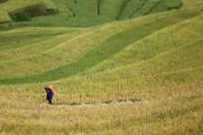 Rice Terrace in Vietnam stock photo. Image of asian, highland - 60009946