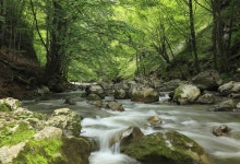 River in the forest stock photo. Image of rocks, beauty - 89630