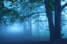 Blue forest stock image. Image of devil, trees, fantasy - 17828619