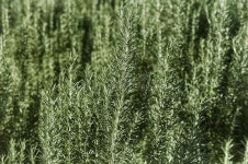 473,554 Rosemary Stock Photos - Free & Royalty-Free Stock Photos from Dreamstime - Page 30