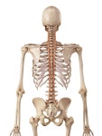Musculature Stock Illustrations – 5,723 Musculature Stock Illustrations, Vectors & Clipart - Dreamstime