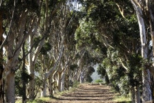 362 Bluegum Stock Photos - Free & Royalty-Free Stock Photos from Dreamstime