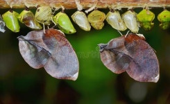 Free Public Domain CC0 Image: Row Of Butterfly Cocoons Picture. Image: 83037275