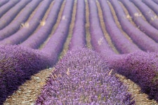 Rows Of Lavenders, Provence, France Stock Photo - Image: 40478786 Rows of lavenders, Provence, France