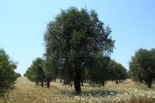 591 Olive Tree Rows Stock Photos - Free & Royalty-Free Stock Photos from Dreamstime