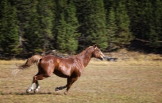 48,328 Running Horse Stock Photos - Free & Royalty-Free Stock Photos from Dreamstime