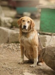 39,144 Homeless Dog Stock Photos - Free & Royalty-Free Stock Photos from Dreamstime