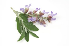 38,756 Sage Plant Stock Photos - Free & Royalty-Free Stock Photos from Dreamstime