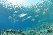 61,769 Silver Fish Stock Photos - Free & Royalty-Free Stock Photos from Dreamstime