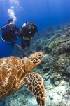 Editorial Seaturtle Stock Photos - Dreamstime