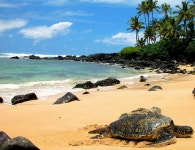 4,683 Turtle Bay Stock Photos - Free & Royalty-Free Stock Photos from Dreamstime