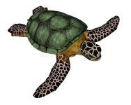 Colour Turtle Stock Illustrations – 550 Colour Turtle Stock Illustrations, Vectors & Clipart - Dreamstime