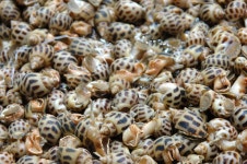 Close Up of Fresh Boiled Goosebarnacle Stock Image - Image of ingredient, mollusks: 34584029 Close Up Of Fresh Boiled... 