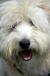 65,276 Shaggy Stock Photos - Free & Royalty-Free Stock Photos from Dreamstime