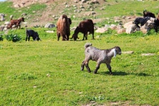 Ahmad.a Atwah (Yafa80) - Photos
