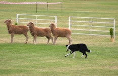 20,494 Sheep Dog Stock Photos - Free & Royalty-Free Stock Photos from Dreamstime