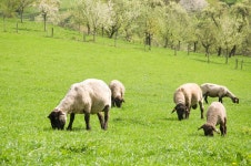 300,605 Sheep Stock Photos - Free & Royalty-Free Stock Photos from Dreamstime - Page 23