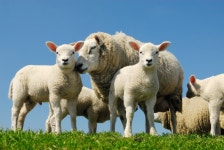 90,936 Lamb Sheep Stock Photos - Free & Royalty-Free Stock Photos from Dreamstime - Page 78