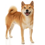 15,633 Shiba Inu Stock Photos - Free & Royalty-Free Stock Photos from Dreamstime