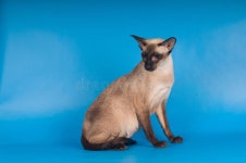 Licht Im Wald Picture. Image: 82892330