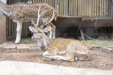 Sika deer stock photo. Image of forest, stag, cervus - 52274386
