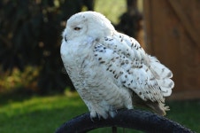 19,438 Sitting Owl Stock Photos - Free & Royalty-Free Stock Photos from Dreamstime