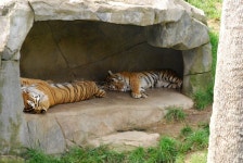 19,178 Tigers Stock Photos - Free & Royalty-Free Stock Photos from Dreamstime