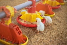 Small Farm Chickens Being Fed by a Bowl of Food Stock Photo - Image of meet, chick: 326702176