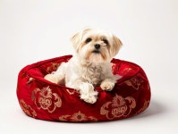 A Small White Dog Laying in a Red and Gold Dog Bed Stock Photo - Image of background, expression: 330991644