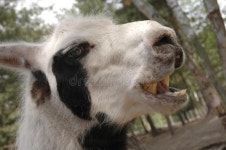 Smile stock image. Image of adorable, personaility, mammal - 983165 Smile Stock Image. Image Of Adorable, Personaility, Mammal... 