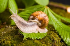 Snail stock photo. Image of snail, shells, garden, fauna - 6305398