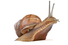 Snail stock image. Image of macro, close, horn, helix, animal - 900171