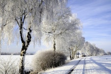 138,771 Birch Trees Stock Photos - Free & Royalty-Free Stock Photos from Dreamstime
