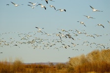 10,533 Snow Geese Stock Photos - Free & Royalty-Free Stock Photos from Dreamstime