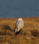 Richardseeley (Richardseeley) - Photos