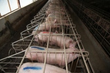 2,989 Pig Cage Stock Photos - Free & Royalty-Free Stock Photos from Dreamstime - Page 10