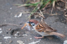 Sparrow stock image. Image of diffusus, animal, small - 15052591